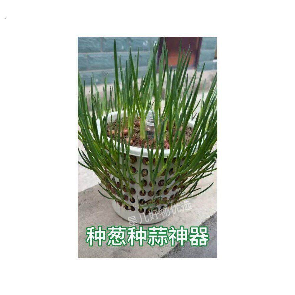 种葱种蒜神器大容量塑料镂空篓无盖种一次吃不完