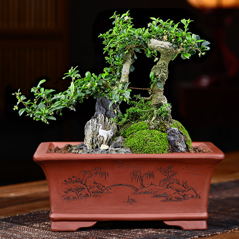 宜兴紫砂手工长四方形盆景盆多肉植物小盆栽室内桌面花卉花盆包邮