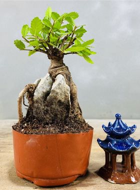一物一拍抱石小叶榔榆附石榆树盆景窗台阳台办公桌盆栽茶台摆件