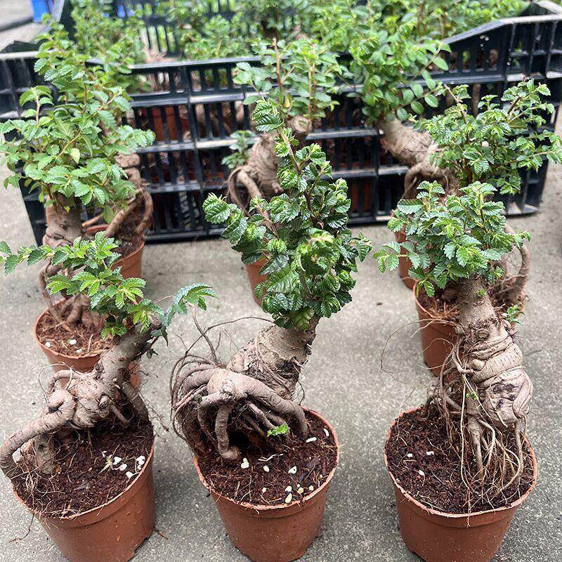 小叶榆树老桩盆景适合懒人养的植物茶桌绿植摆件小树盆栽小型迷你