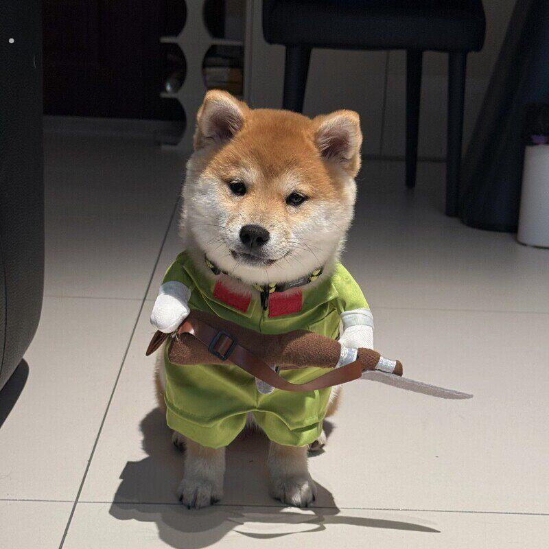 搞怪柴犬宠物服搞笑八嘎装夏季薄款拍照用宠物服装