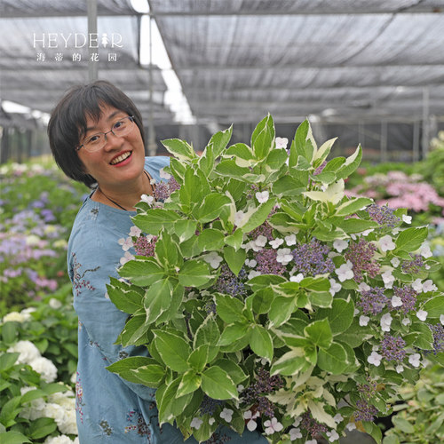 海蒂的花园银边绣球花叶大花绣球花坛庭院露台阳台花卉植物盆栽苗