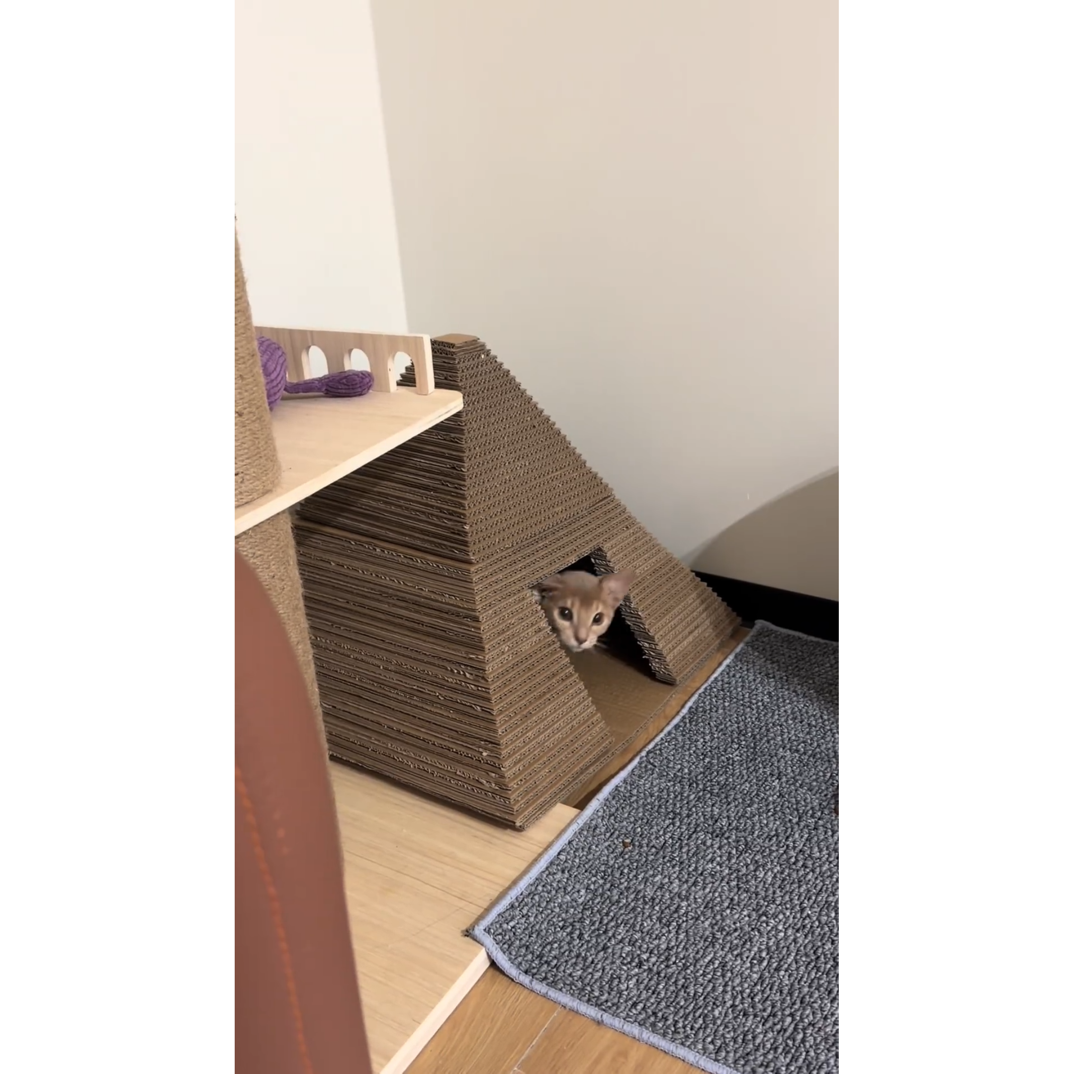 暹罗猫阿比西尼亚猫阿莫西林猫金字塔猫窝猫抓板埃及艳后猫法老家