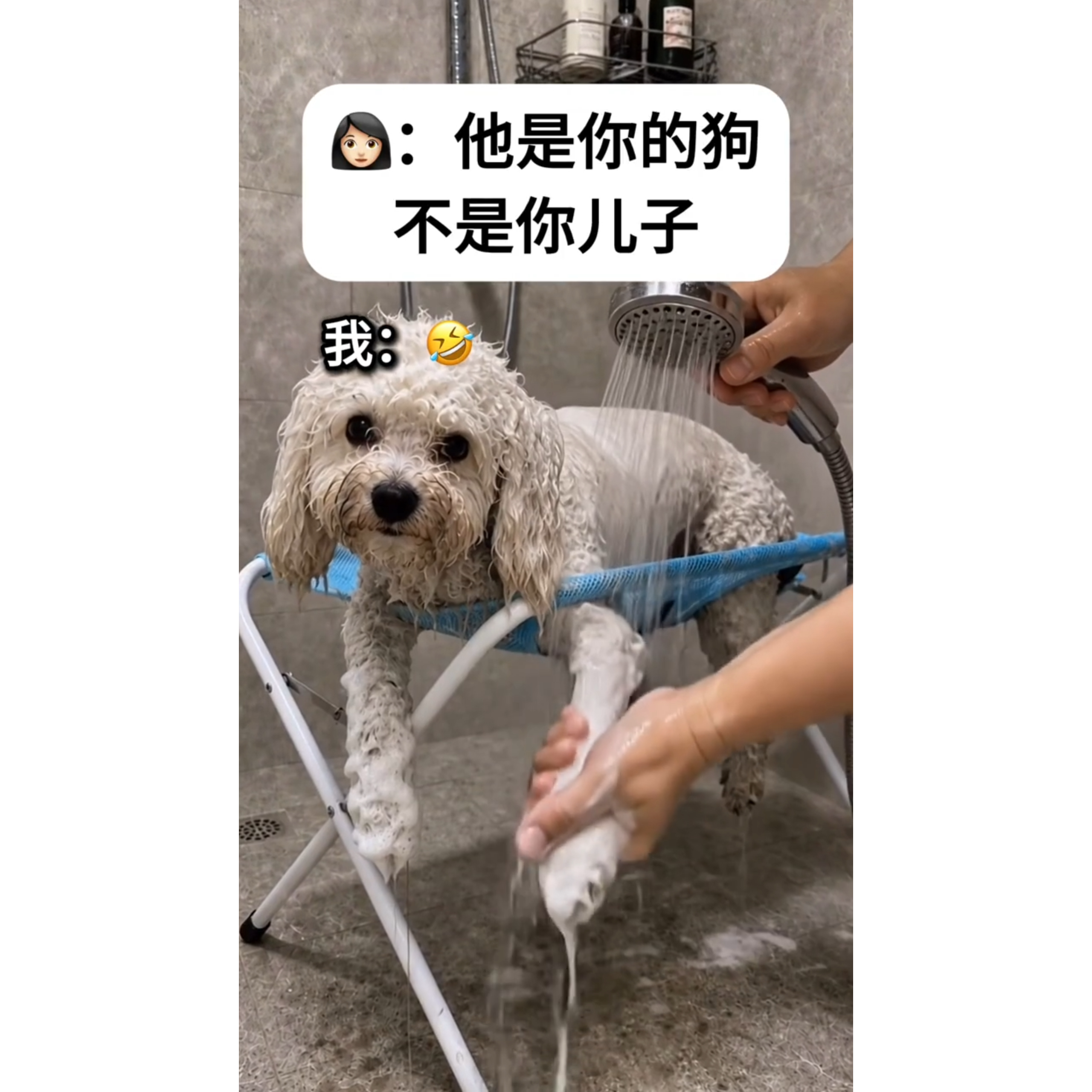 狗狗洗澡神器宠物剪毛吹毛固定器折叠座椅支架防抓防咬吊床美容架