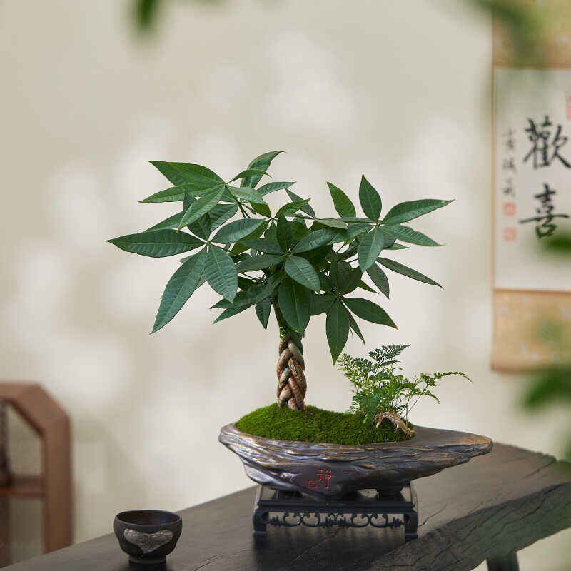 五福发财树盆栽室内桌面造型盆景招财植物办公室茶几耐阴好养绿植