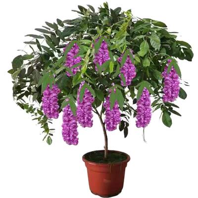 紫藤花树苗爬藤植物庭院围墙攀援花卉盆栽花苗绿植花卉藤蔓紫藤萝