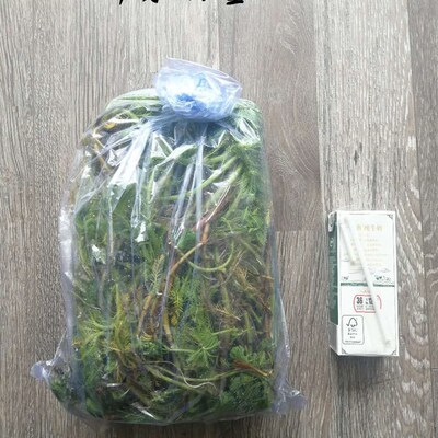 净水植物狐尾藻沼泽过滤水草大聚藻水陆缸养鱼养龟鳖淡水净化水质