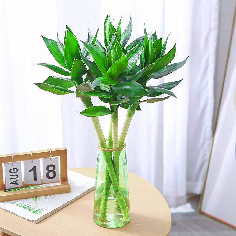 文昌竹4支带根观音竹荷花竹富贵竹水培植物办公室内水养绿植净化