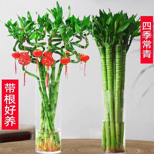 带根富贵竹转运竹植物水养盆栽客厅弯竹龙竹开运竹子招财水培绿植