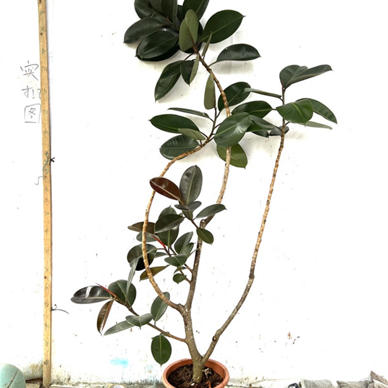 黑金刚橡皮树网红室内大小盆栽植物一物一拍热带雨林耐旱