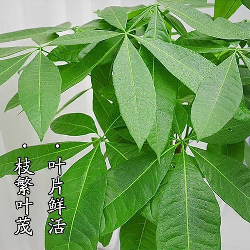 发财树盆栽室内植物客厅办公室大型绿植开业送礼大棵盆景摆件招财