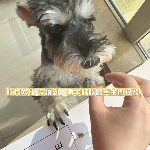 麻圆家私厨冻干羊肝宠物零食 山东制营养滋补狗狗猫咪冻干