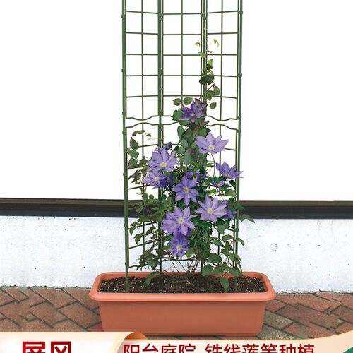 花架爬藤架铁线莲网格藤架月季铁线牵引植物支撑杆架子攀爬花支架