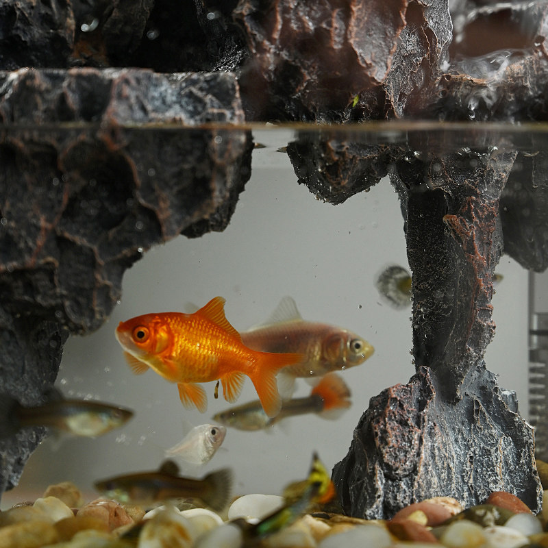 流水版鱼缸造景全套生态小型客厅桌面装饰摆件水草缸真植物水陆缸
