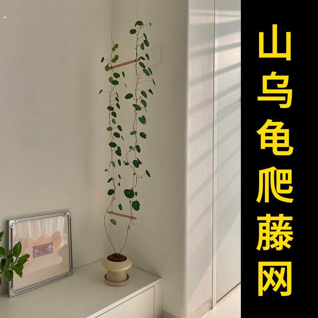 山乌龟爬藤架绿植物室内攀爬软网格牵引线仿麻绳木梯子装饰壁挂架