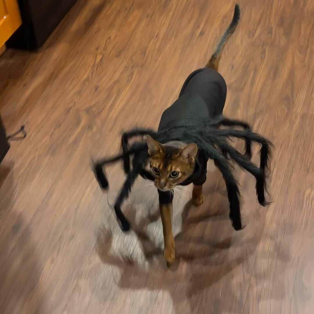 宠物万圣节毛绒丝黑蜘蛛大中小型犬狗狗猫咪搞怪衣服宠物装饰鬼节