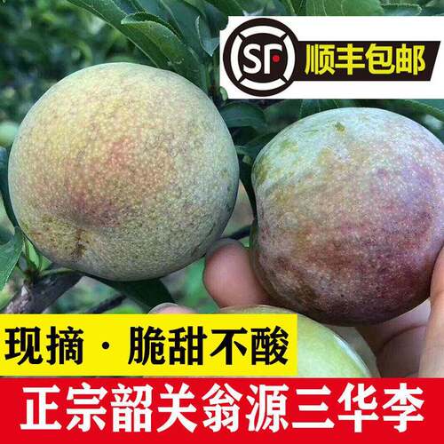 正宗韶关翁源三华李特级大果广东红心李子新鲜水果现摘现发脆纯甜