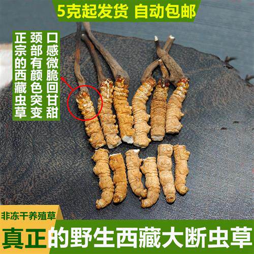 头期草正品西藏那曲冬虫夏草 青海玉树冬虫草经营店大断虫草特产
