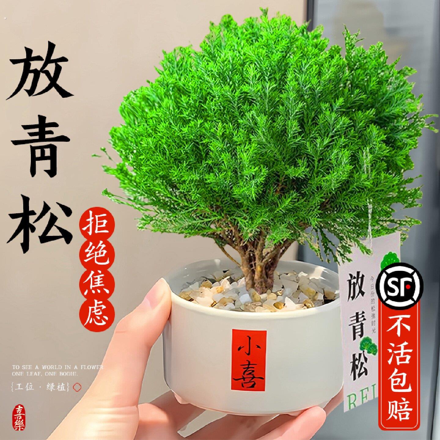 放青松绿植雾松室内小盆栽雾凇办公室桌面放轻松植物摆件四季好养