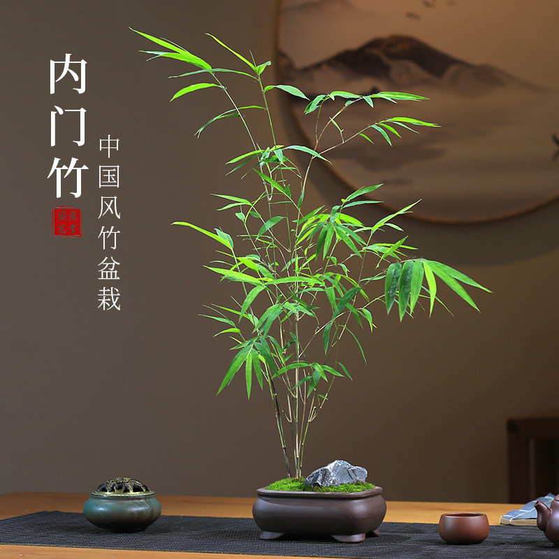 正宗内门竹盆栽名贵竹子苗室内庭院绿植四季常青好养易活竹子盆景
