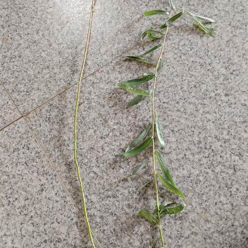 鲜柳条编织花环diy材料手工制作头饰 鲜柳树支条手环可圈 可绕