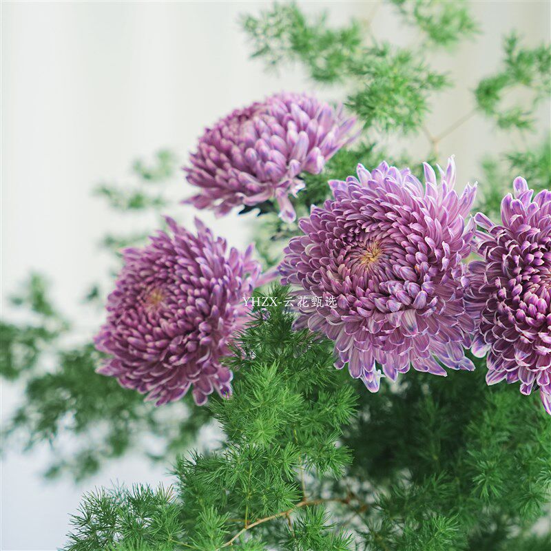 【云花甄选】乌梅子酱牡丹菊蓬莱松搭配鲜花家居插花水养空运绿植