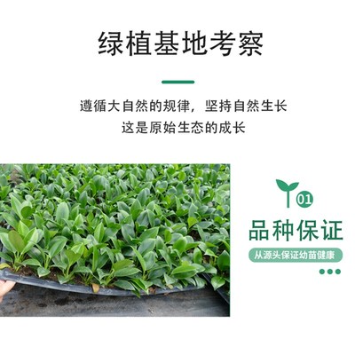 一口氧气绿植文竹茉莉花卉小盆栽客厅办公室内盆景四季常青摆件