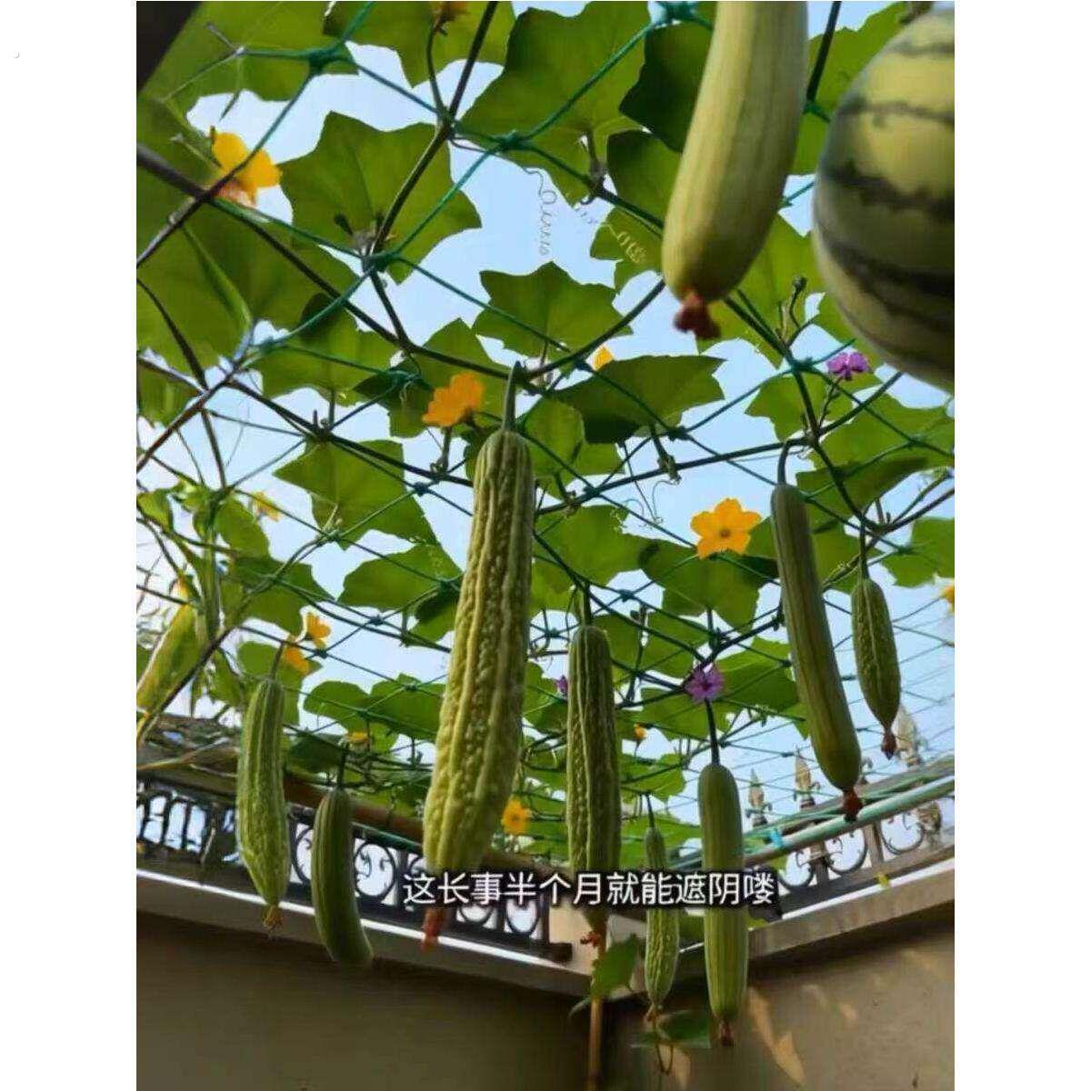 爬藤网植物攀爬网丝瓜黄瓜瓜果网格吊网搭架农用种植网园艺支架网