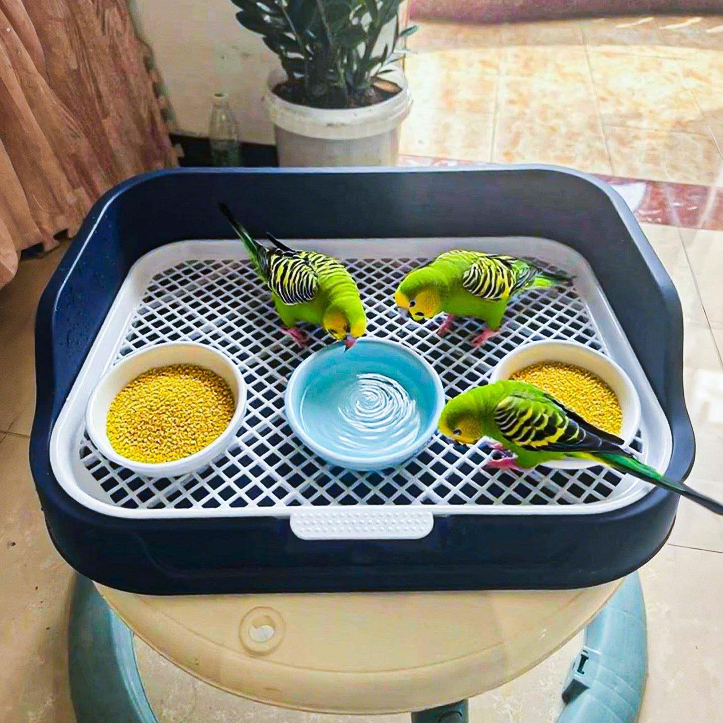 鹦鹉上厕所神器食盘牡丹小太阳专用排便鸟站架站台站杆喂食器散养