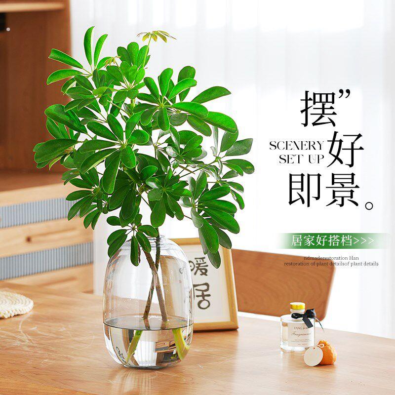 水培鸭脚木鸭掌木室内水培植物办公桌装饰客厅绿植发财树八方来财