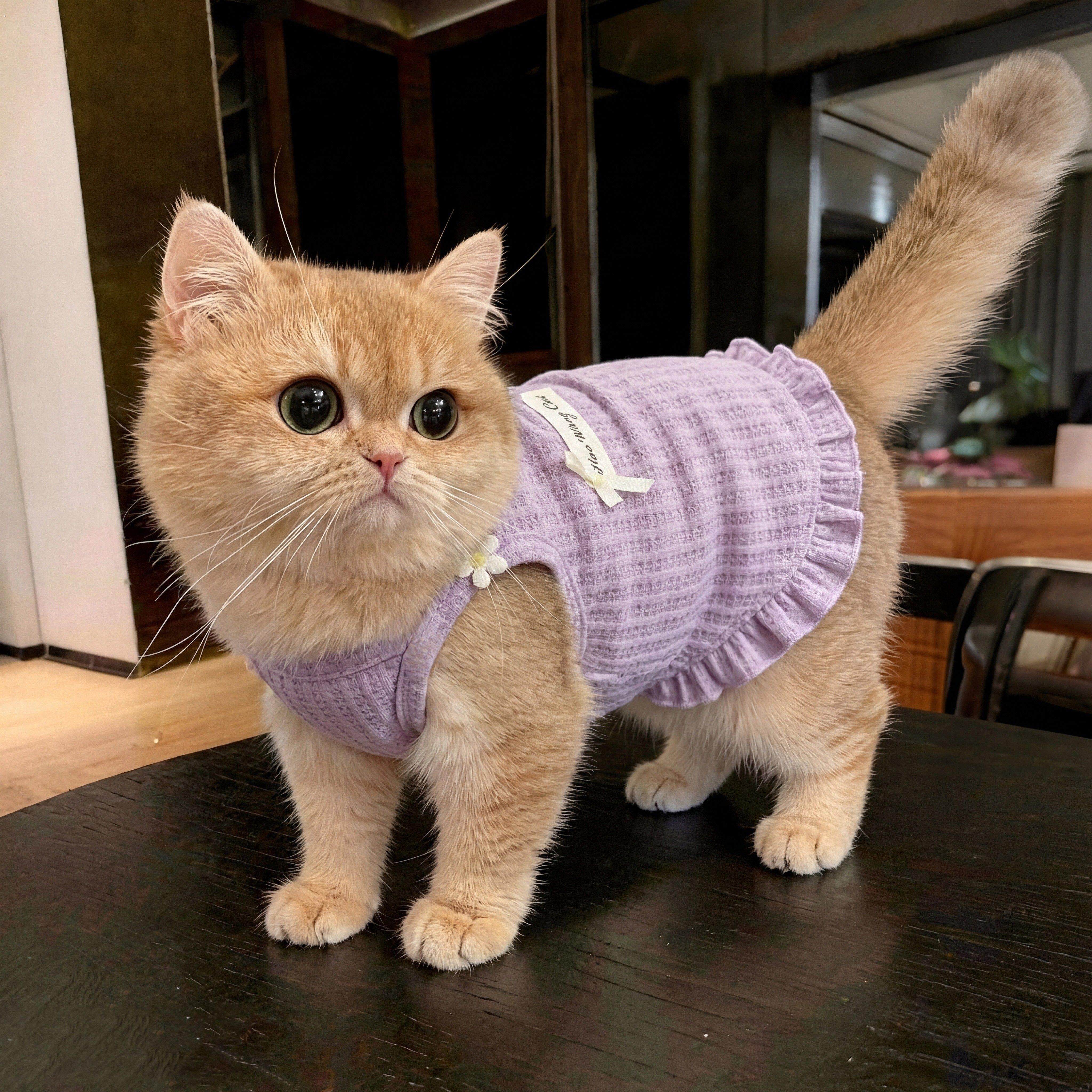猫咪衣服防掉毛夏天薄款背心德文猫布偶猫宠物狗狗衣服公主风新款