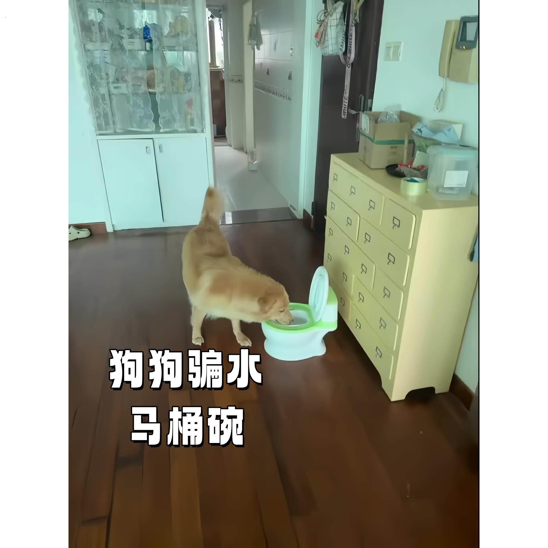狗狗马桶水碗不插电式防打翻宠物水碗大容量大口径小狗骗喝水神器