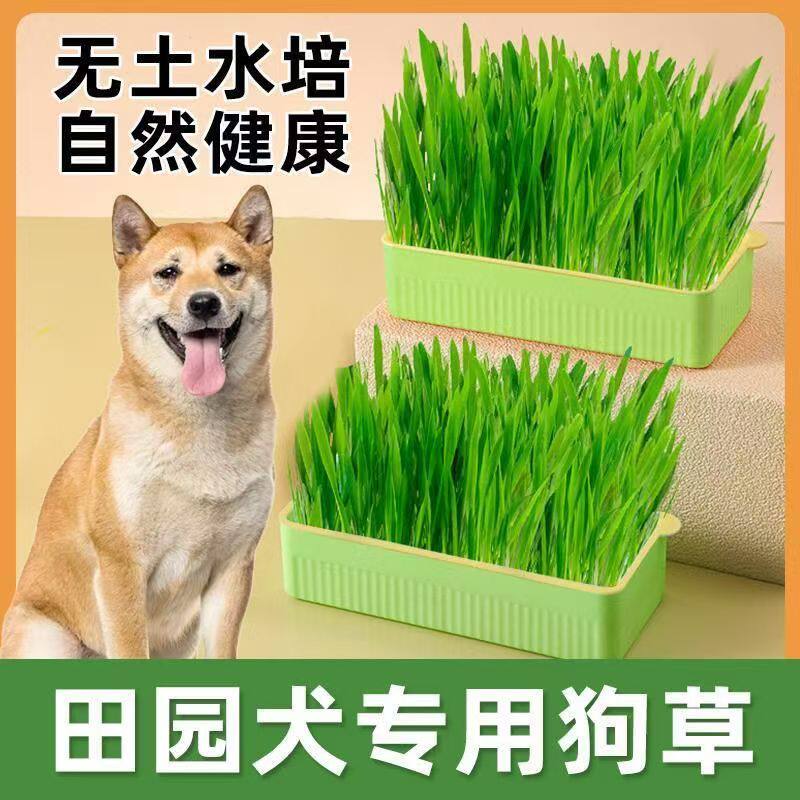 田园犬专用狗草狗可以吃的草狗狗食用草宠物排毛球无土育苗盘盆栽