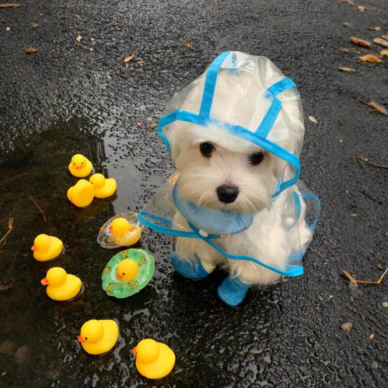 小狗雨衣外出防水宠物衣服猫咪雨衣小中大型犬通用泰迪斗篷披风新
