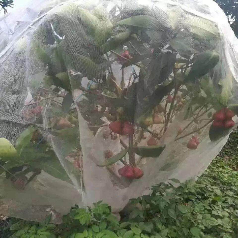 果树果园防虫网纱网大棚杨梅樱桃莲雾蓝莓蔬菜农用网罩网套