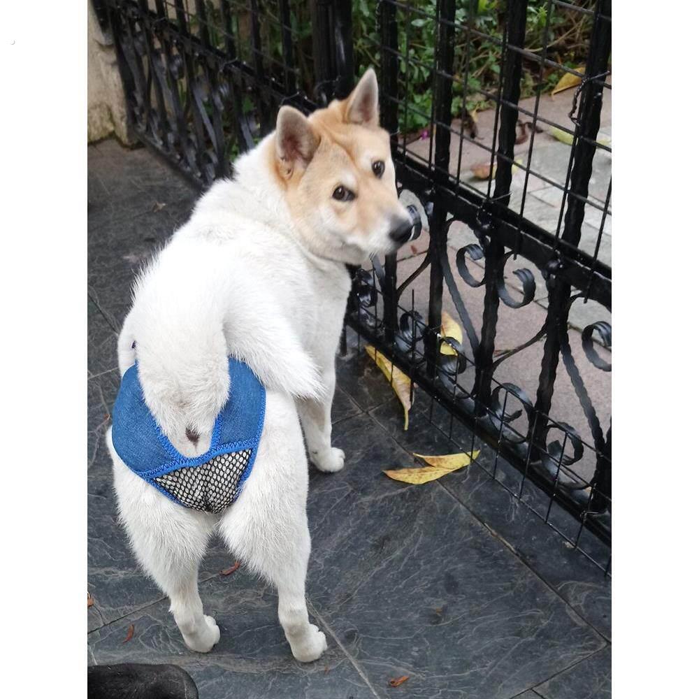 女狗月经裤狗避孕月经裤宠物防骚扰狗绝育期假狗防交配