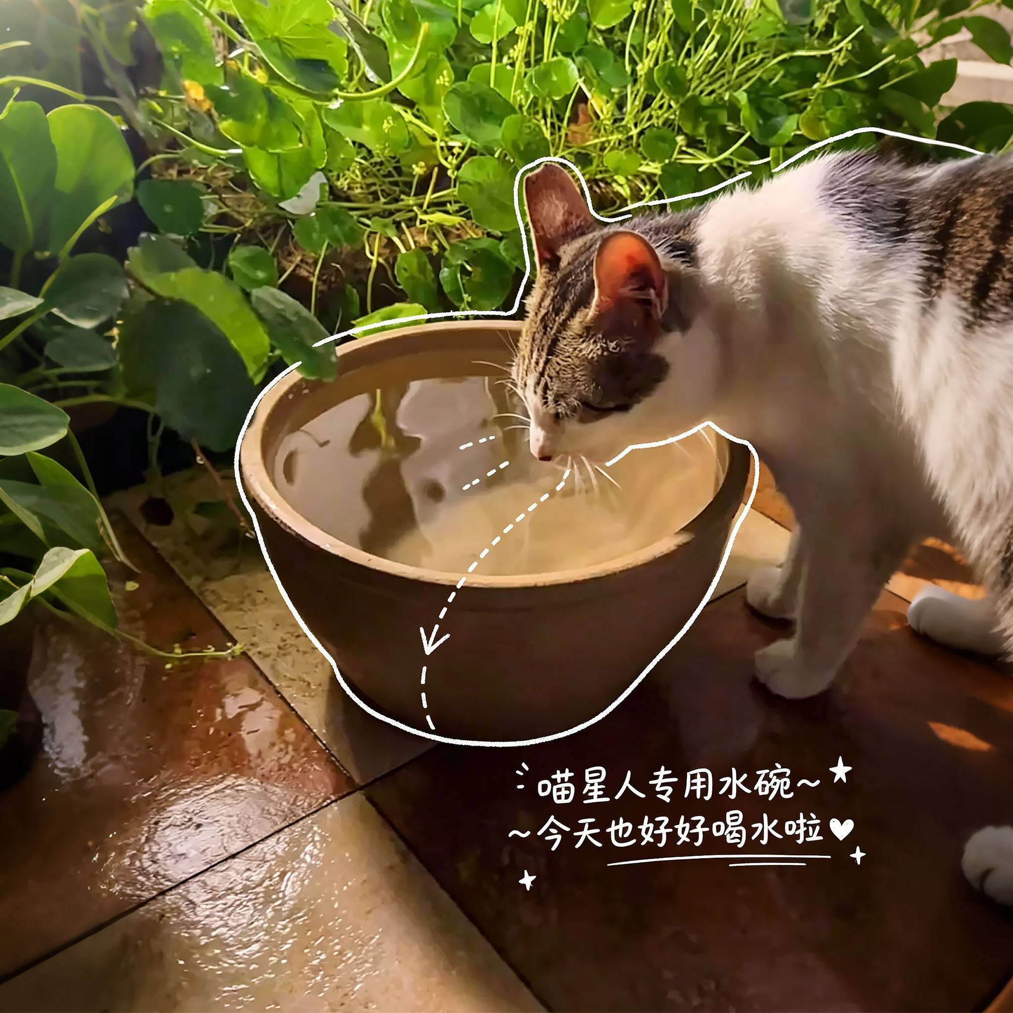 猫碗陶瓷大容量水缸饮水器家用大水碗稳固防翻宠物猫咪2026年新款