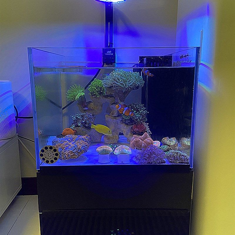 DIY蚂蚁海水缸40CM玻璃一体桌面底滤海水珊瑚鱼缸