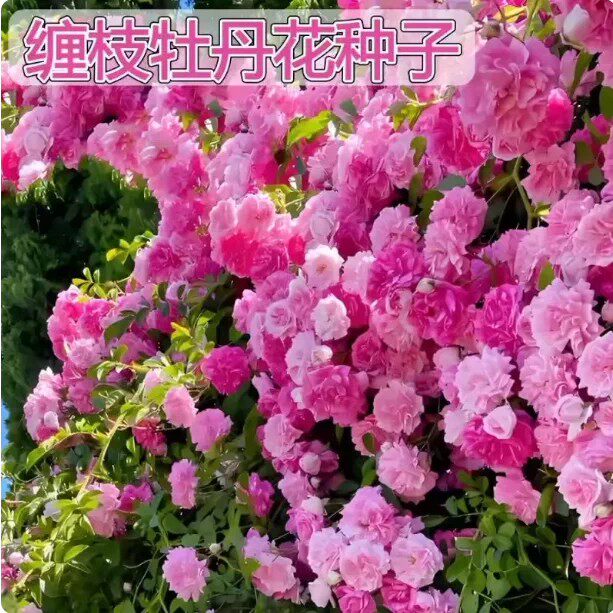 【缠枝牡丹花种子】家庭阳台小院四季种植盆栽地栽易种易活WT