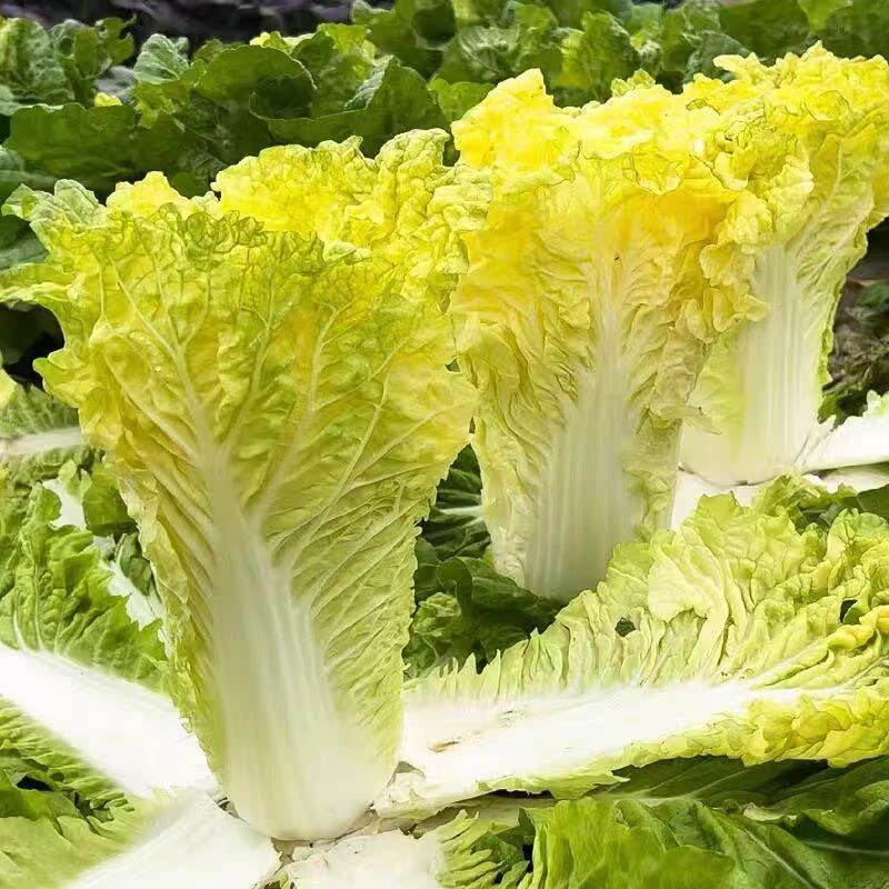 【鸡蛋黄大白菜种子】黄心大白菜种子高桩白菜种子JH