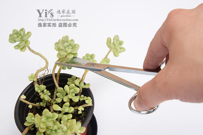 逸家花园多肉砍头扦插修根造型剪子园艺花卉绿植修枝不锈钢剪刀
