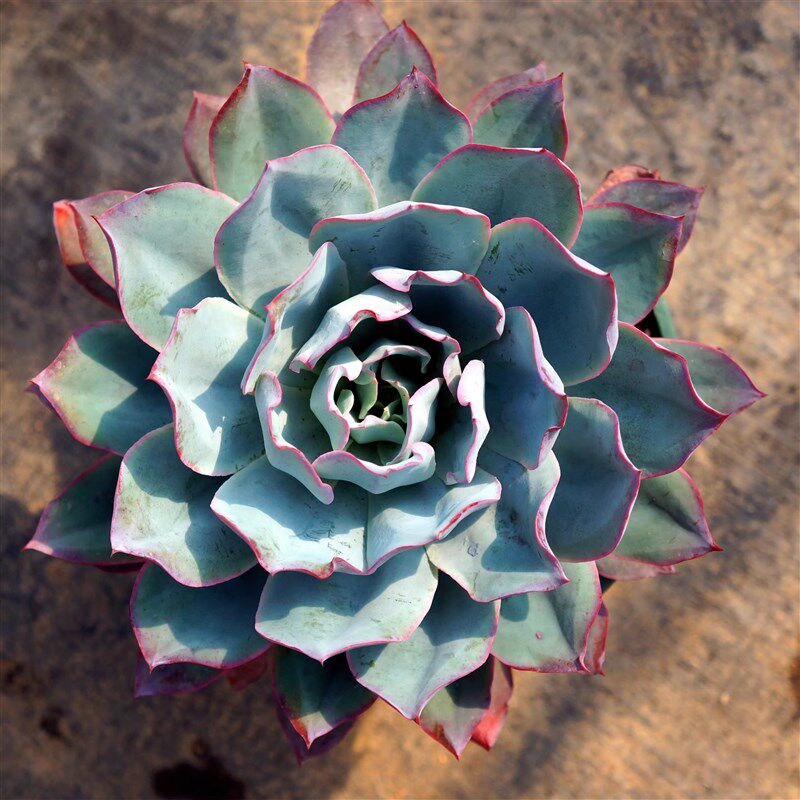 蓝光多肉植物 一物一拍薄叶三仙多肉植物
