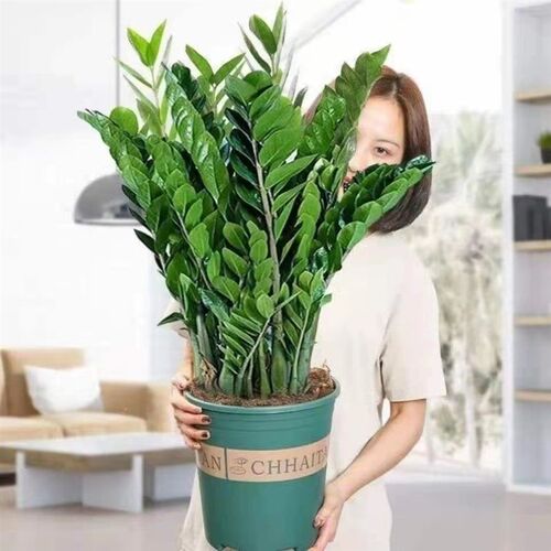【包成活】金钱树盆栽植物室内花卉大型客厅办公室好养绿植招财树