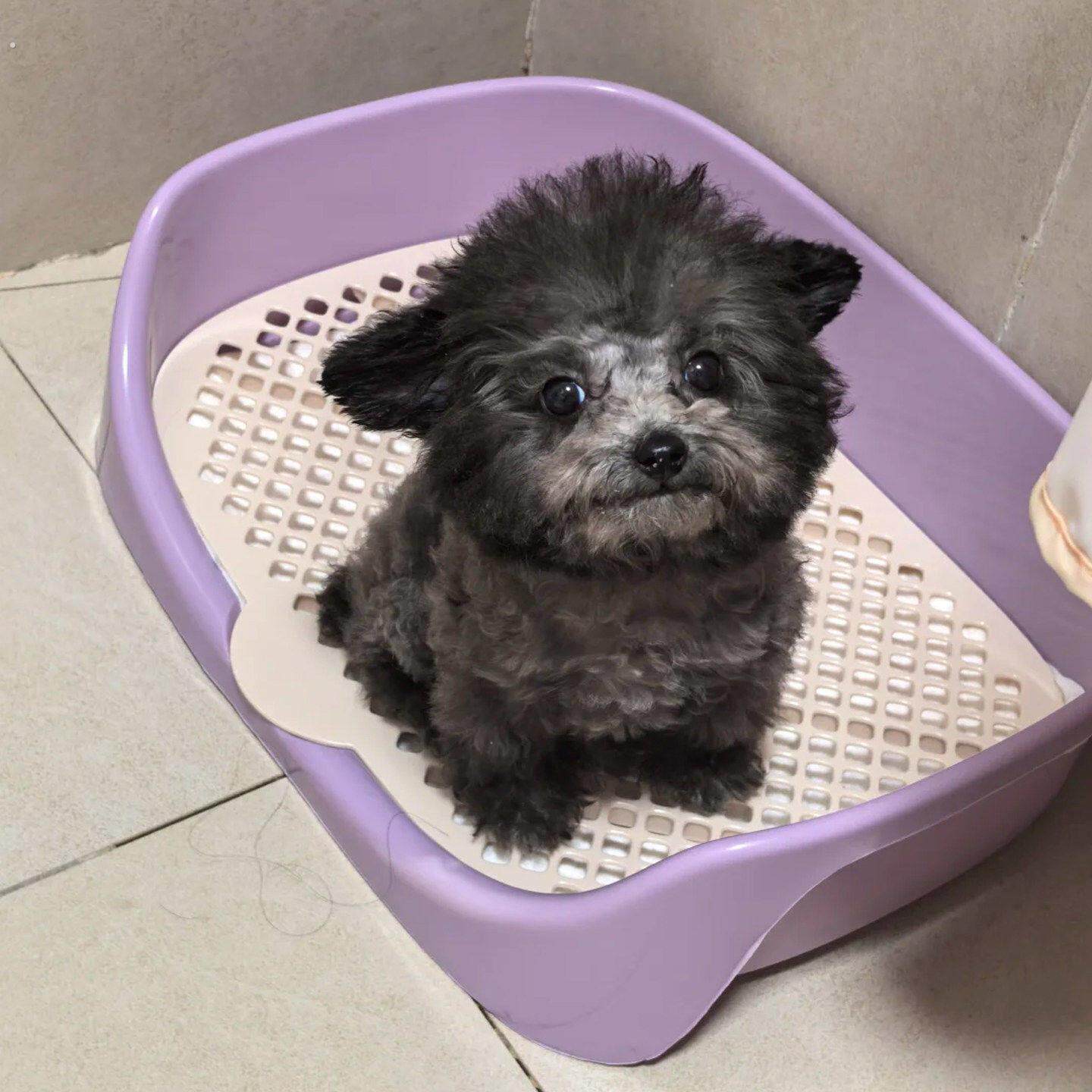 狗狗厕所中小型犬防踩屎防尿溅加高围挡定点排便训练网格便盆尿盆