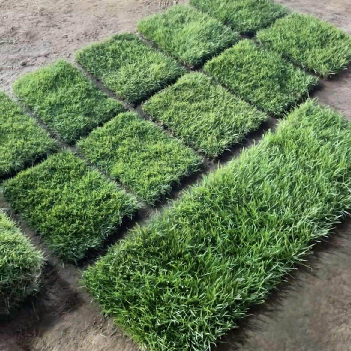 真草坪泥土草皮四季青马尼拉果岭草百慕大剪股颖绿化工程草皮真草