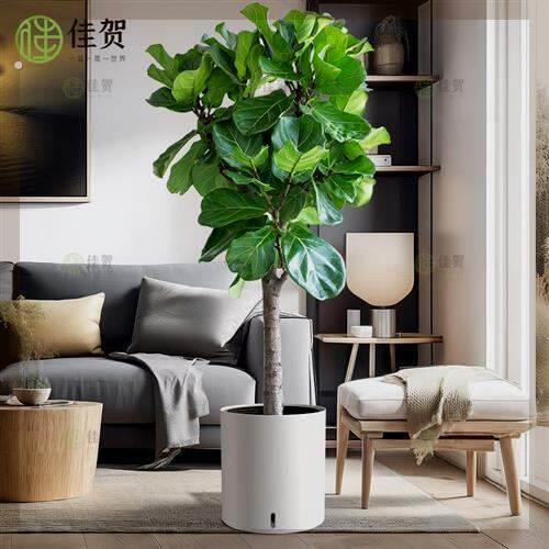 老桩琴叶榕盆栽客厅绿植大型棒棒糖好养易活植物乔迁新居入户落地