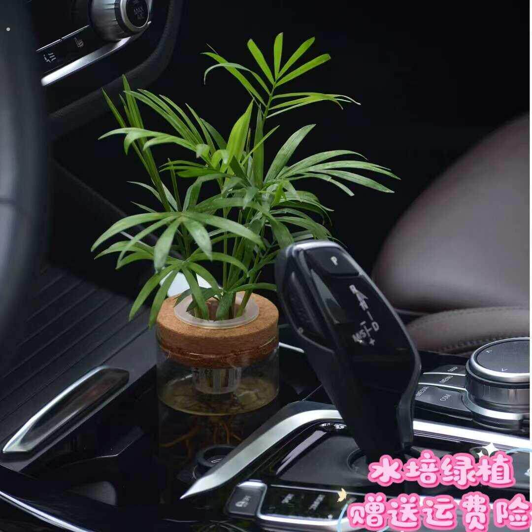 汽车中控台车载绿植轻奢高端养活水培好养车内净化空气装饰摆件