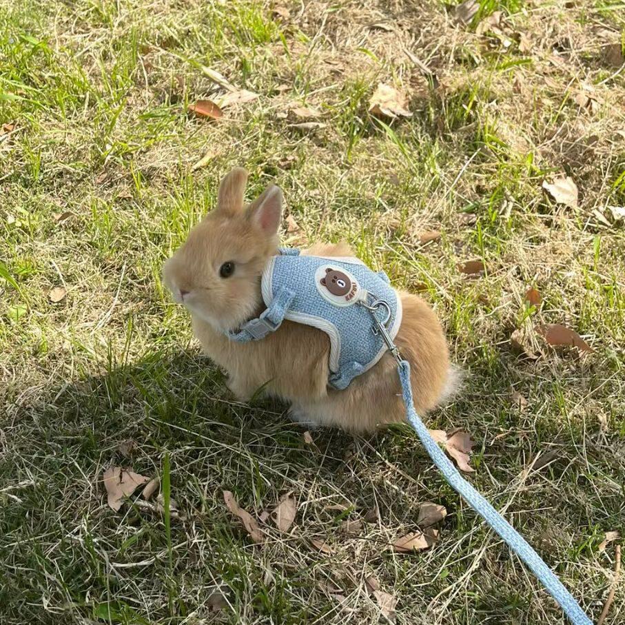 小兔子通用宠物绳 兔兔荷兰猪牵引绳 调节绳子 侏儒兔外出专用