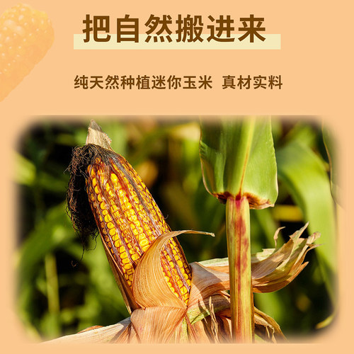 鹦鹉鸟小宠啃咬迷你珍珠玉米棒拇指玉米仓鼠小零食天然营养磨嘴棒