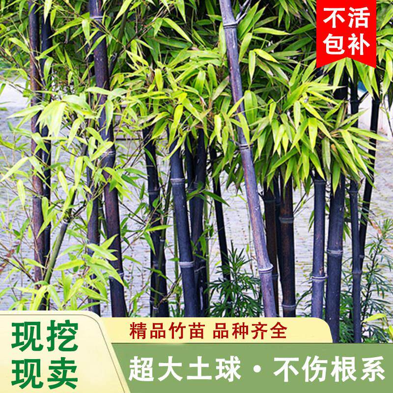 紫竹苗矮化观赏紫竹老根庭院室外耐寒热竹子苗盆栽紫气东来竹绿植